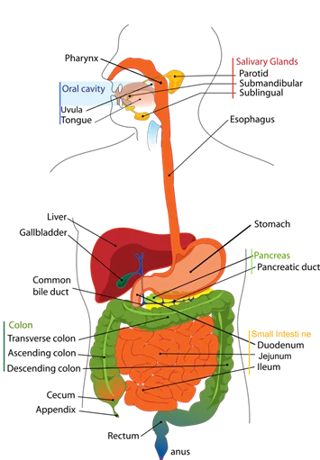 Anatomical illustration of the human digestive system with labeled organs