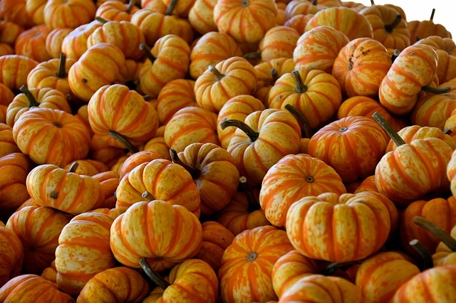 Pile of small striped orange and yellow pumpkins for Halloween