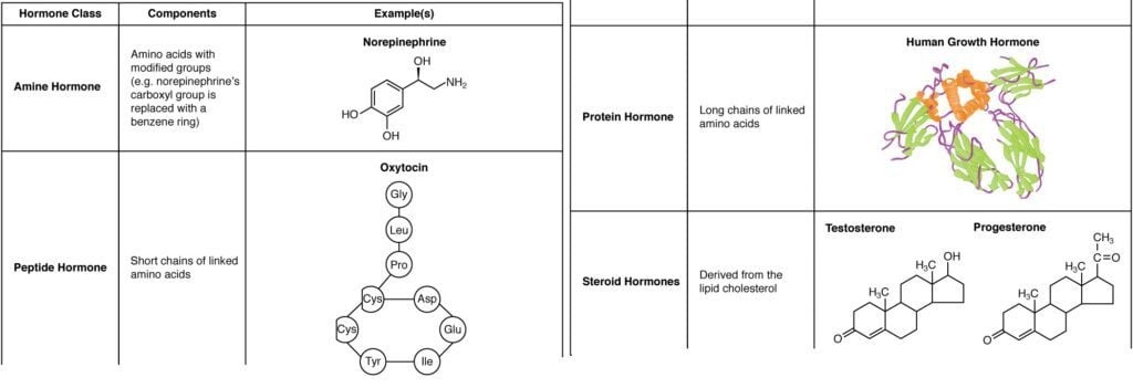 Diagram of hormone classes showing amine, peptide, protein and steroid hormones with chemical structure examples