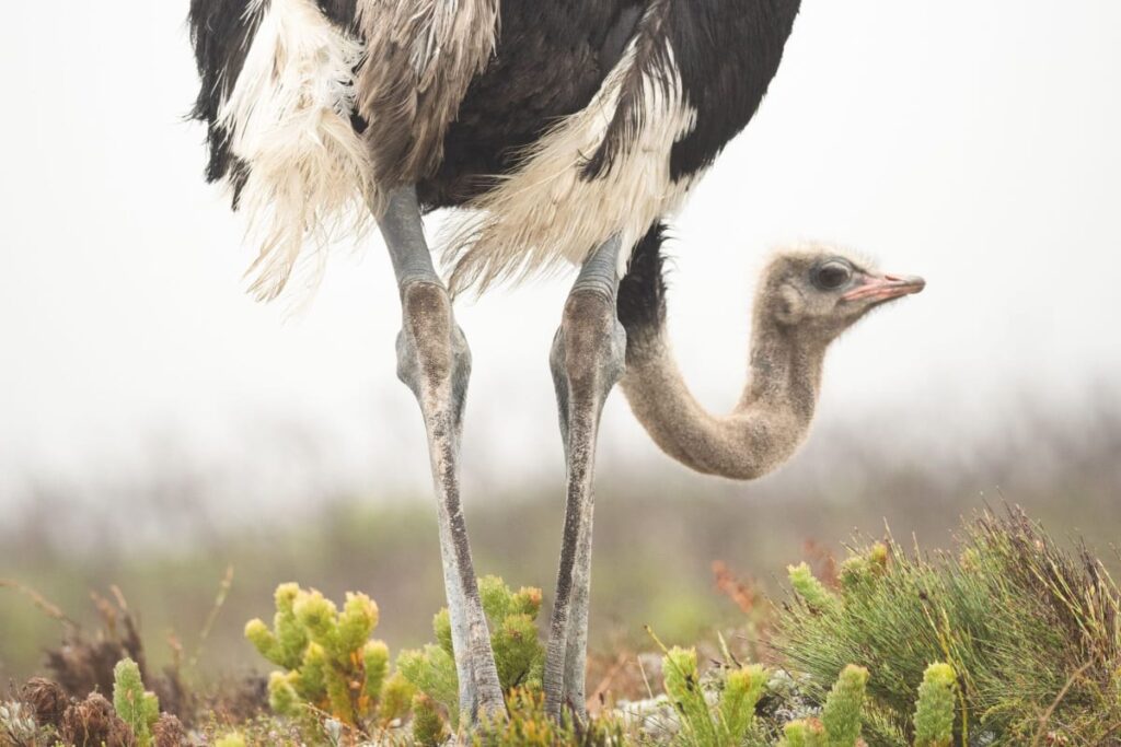 Image of an ostrich to illustrate the idea of burying head in the sand.