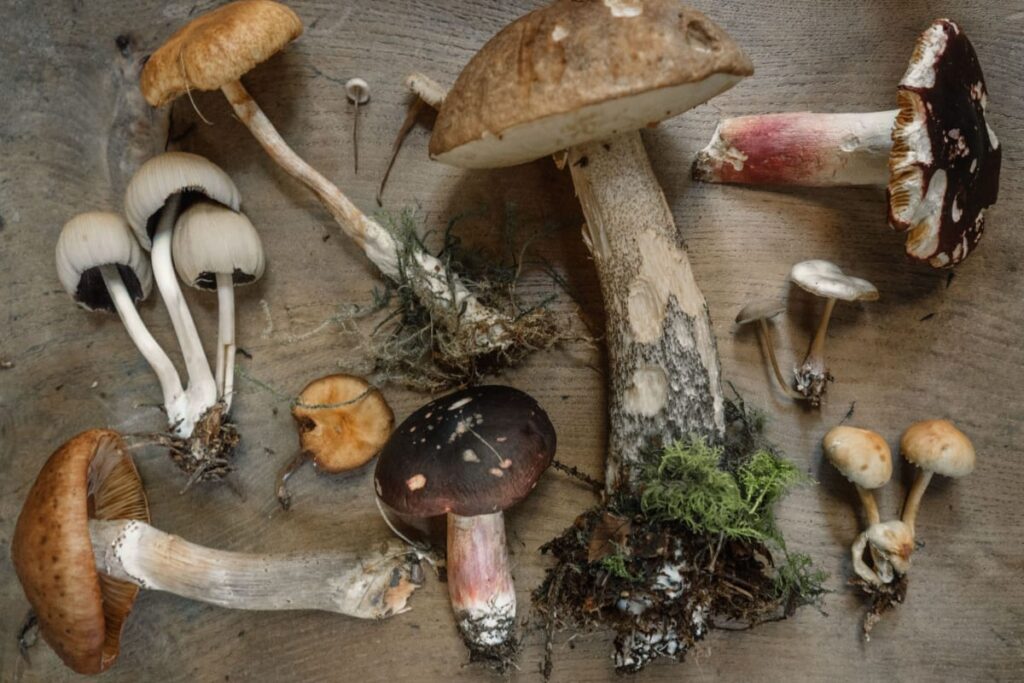 Image of mushrooms which have compounds that are great for building immune system.