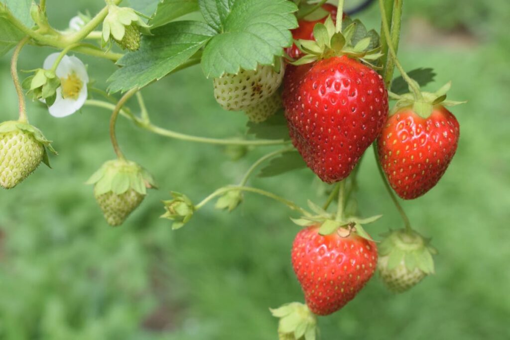 Image of strawberries as an example of organic foods that are worth it to buy.