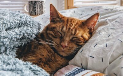 Use Technology to Help You Sleep Better (Not Worse)